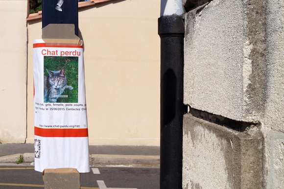 En 2015, chacun cherche son chat femelle à Bordeaux