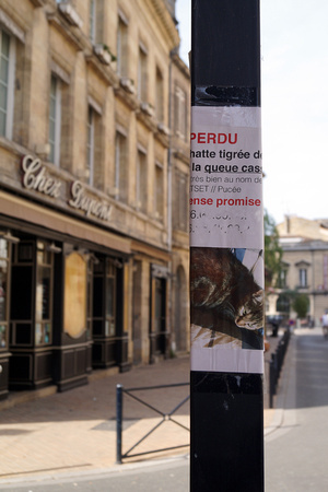 Chacun cherche son chat, Bordeaux, 2015