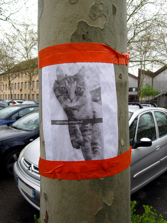 En 2019, chacun cherche son chat à Mulhouse